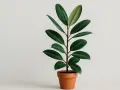 Una **talea fico** in vaso di terracotta, con foglie verdi lucide e carnose, su sfondo chiaro.