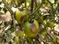 Pomodori verdi con macchie marroni e foglie secche, indicative di malattie del pomodoro.