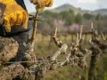 Mani guantate potano una vite a pergola, un gesto essenziale per la sua crescita.