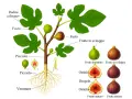 Illustrazione botanica del fico: radici, fusto, foglie e frutti in diverse fasi di sviluppo, con dettagli anatomici.