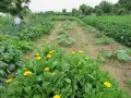Fioritura di calendula in un orto. I semi di calendula si piantano in primavera, quando il terreno è caldo.