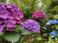 Ortensie viola e blu in fiore. Per una fioritura rigogliosa, scopri come potare le ortensie.