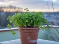 Un vaso di prezzemolo rigoglioso sul balcone, con la brina che decora il davanzale. La semina prezzemolo è un successo anche con il freddo.
