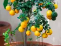 Un nespolo in vaso carico di frutti gialli e verdi, con foglie lucide. Un piccolo albero da frutto che porta allegria.