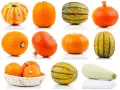 Una collezione di zucche di varie forme e colori, tra cui una zucca lunga arancione.