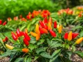 Piante di peperoncino in vaso, cariche di frutti rossi e arancioni, pronte per la raccolta.