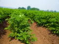 Un campo di patate in crescita, con file ordinate di piante verdi e qualche fiore bianco. È il momento ideale per la semina delle patate, promettendo un raccolto abbondante.