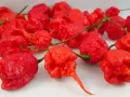 Un gruppo di peperoncini rossi, rugosi e appuntiti, tra cui spicca il peperoncino più piccante al mondo.