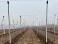 Filare di giovani alberi di mele in un frutteto con pali e fili per il supporto.