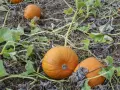 Zucca coltivazione: arance zucche mature giacciono sul terreno tra le foglie verdi e secche, pronte per il raccolto.