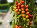 Grappoli di pomodorini ciliegino maturi e verdi pendono da un ramo, un vero spettacolo della stagione pomodori.
