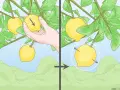 Immagine mostra come potare il limone: una mano indica la direzione di taglio su un frutto, poi un cerchio evidenzia il punto dove tagliare.
