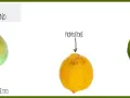 Tre limoni: Bianchetto, Primofiore e Verdello, che rappresentano le fioriture del limone maschio e femmina.