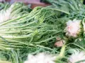 Un mucchio di puntarelle fresche, pronte per essere gustate. La puntarelle stagione è un'esplosione di sapore e croccantezza.