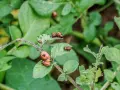 Larve e adulti di dorifora su foglie di patata, segnale di possibili malattie patate.