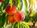 Tre pesche mature e succose pendono da un ramo, pronte per essere raccolte. Il sole illumina le foglie verdi e i frutti, creando un'atmosfera calda e invitante. Questo **pesco in vaso** promette un raccolto delizioso.