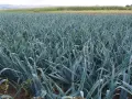 Campo rigoglioso di porri, pronti per la raccolta. La stagione dei porri è un momento di abbondanza per questo ortaggio versatile.