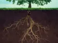 Radici di alberi che si estendono in profondità nel terreno, mostrando la forza nascosta della natura.