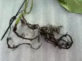 Radici di una pianta con residui di terra e piccole sfere bianche, forse indicative di armillaria mellea.
