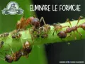 Formiche che si prendono cura degli afidi su uno stelo verde. Immagine con testo "ELIMINARE LE FORMICHE".