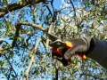 Mano guantata pota un ramo d'ulivo, un gesto essenziale per capire come riconoscere i rami fruttiferi e favorire la raccolta.