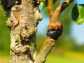 Un innesto su un ramo di albero, con la corteccia arancione e il nastro nero che unisce i due pezzi. Diversi tipi di innesto sono visibili.