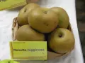 Mele Renetta rugginosa, un esempio di dove crescono le mele antiche, con la loro buccia ruvida e colore dorato.