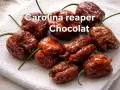 Carolina Reaper Chocolate, peperoncini scoville da record, con la loro forma bitorzoluta e il colore intenso.