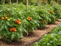 Rows of tomato plants with ripening red and green tomatoes, supported by stakes, in a garden.