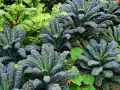 Cavolo nero rigoglioso in un orto, ideale per capire quando piantare il cavolo nero per un raccolto abbondante.
