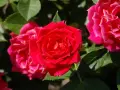 Un primo piano di una talea di rosa in acqua, con petali rossi vibranti e foglie verdi lussureggianti.