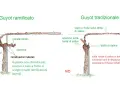 Confronto tra Guyot ramificato e tradizionale. Il ramo di vite nel Guyot ramificato è più produttivo.