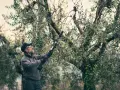 Un uomo pota un ulivo con un attrezzo elettrico. È il momento giusto quando si potano gli ulivi per favorire la crescita e la produzione.