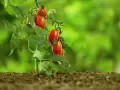 Un ramo di pomodori ciliegino maturi, rossi e succosi, spuntano dalla terra fertile. È il momento perfetto quando maturano i pomodori.