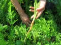 Mani che raccolgono una carota fresca dal campo verde. Momento perfetto quando si raccolgono le carote.