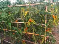 Pomodori maturi e acerbi pendono da piante rigogliose, sostenute da tutori di bambù. Un vero e proprio macerato di pomodoro in crescita.