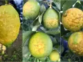 Immagini di limoni con macchie gialle e irregolari sulla buccia, indicative di malattie del limone.