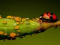 Coccinella rossa e nera su un ramo verde, circondata da afidi gialli e un insetto bianco peloso.