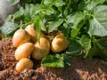 Patate appena raccolte nel terreno, con foglie verdi rigogliose. Speriamo che la tignola della patata non abbia fatto danni!