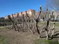 Filari di alberi appena sottoposti a potatura mandorlo, con i loro rami spogli e tagli netti, si stagliano contro un cielo azzurro.