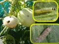 Pomodori danneggiati dalla tuta absoluta. Inseriti insetti: larva e adulto.
