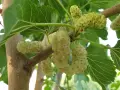 Grappoli di frutto del gelso bianco, ancora acerbi, pendono da un ramo tra foglie verdi.