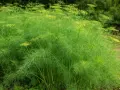 Un campo rigoglioso di finocchietto selvatico con ombrellini gialli. È il momento ideale per capire quando raccogliere semi di finocchietto selvatico per il tuo raccolto.