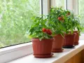 Pomodori in vaso sul davanzale, con frutti rossi e verdi che promettono un raccolto gustoso.