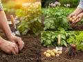 Mani che piantano patate nel terreno fertile. Raccolta di patate fresche con fiori viola. La semina patate è un'arte.