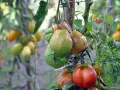 A cluster of ripening tomatoes, some green and some red, hang from a vine with green leaves and small white flowers.