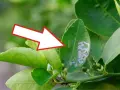 Foglia di agrumi con gallerie di minatrice serpentina. Scopri i rimedi naturali per combatterla.