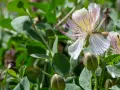 Fiori bianchi e boccioli verdi di cappero, un invito a scoprire quando si seminano i capperi per gustare i loro frutti.