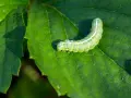 Un bruco verde su una foglia. Scopri come eliminarli con rimedi naturali.