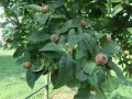Nespolino maturo su ramo. I noccioli di nespole si possono piantare per far crescere nuovi alberi.